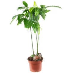 Gartenkrone Australische Kastanie, Castanospermum Australe, Im Kunststoff-Kulturtopf -Wohnen Wohndeko Verkäufe unnamed file 97