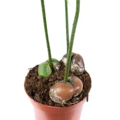 Gartenkrone Australische Kastanie, Castanospermum Australe, Im Kunststoff-Kulturtopf -Wohnen Wohndeko Verkäufe unnamed file 98